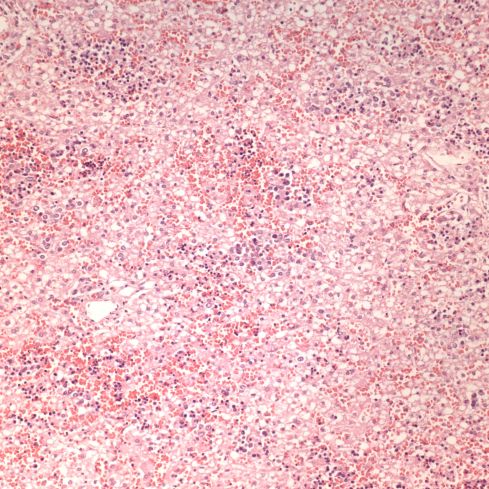 fig 2 CA01-22_20xliv